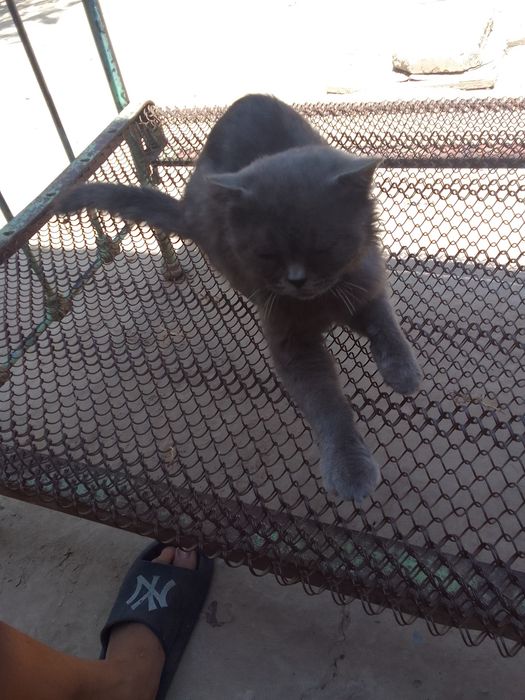 Mushuk obmen qilinadi toti qushga yoki sotiladi