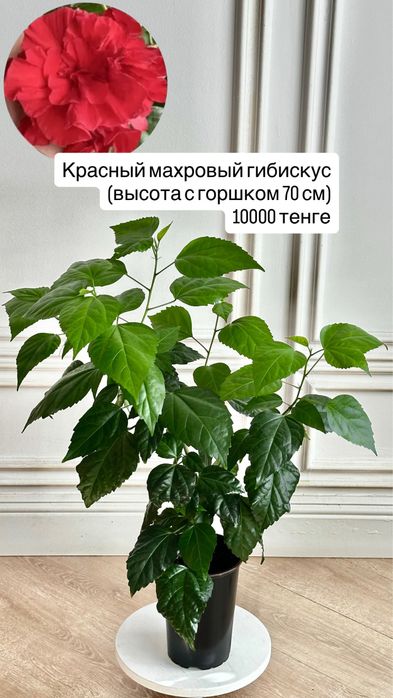 Махровый гибискус (китайская роза)