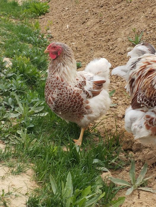 Cocos si găină Wyandotte