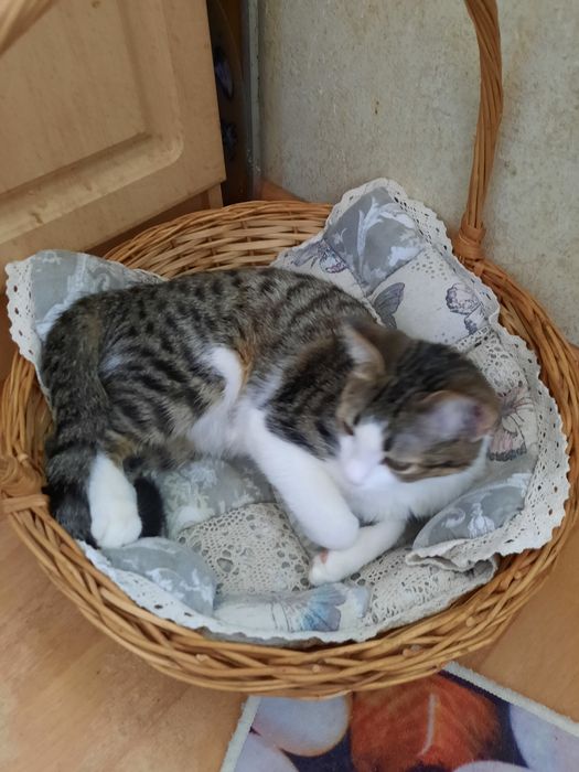 Молодая хорошая кошка