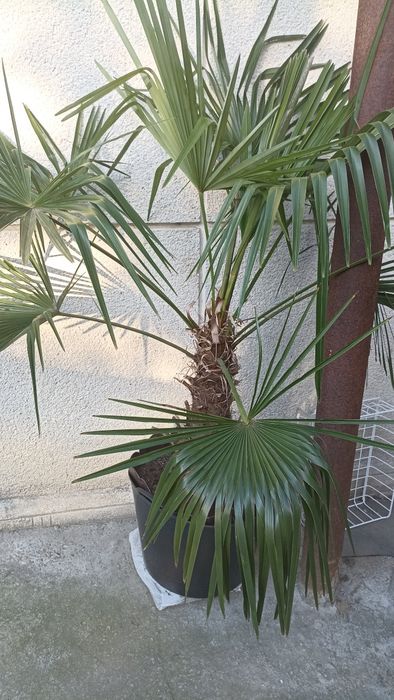 Palmier exotic Washingtonia robusta