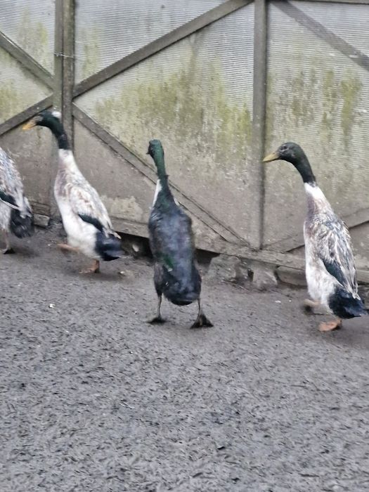 Rațe indiene  de vânzare