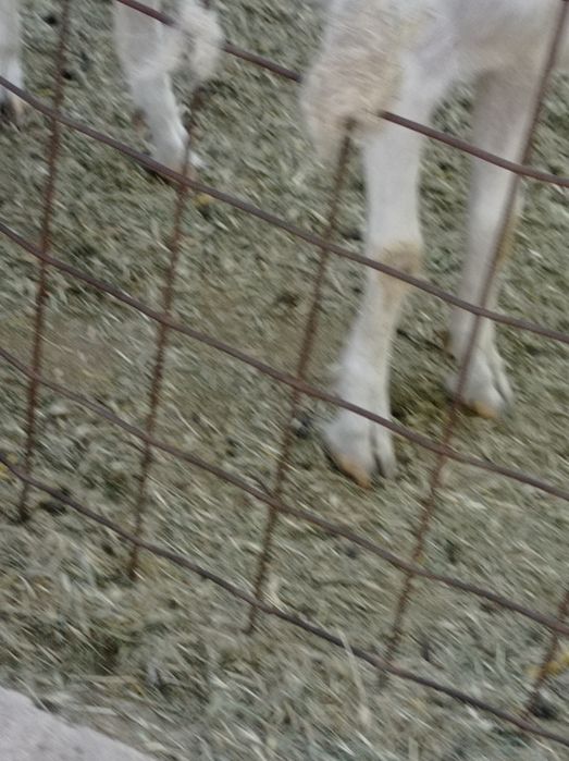 Сауынды ешкі екі лағымен, лақтары ұрғашы