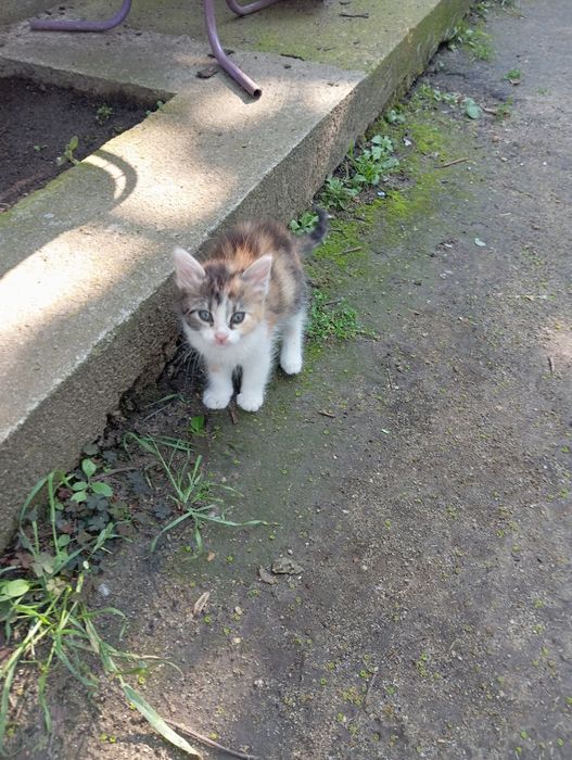 Дворни малки котенца