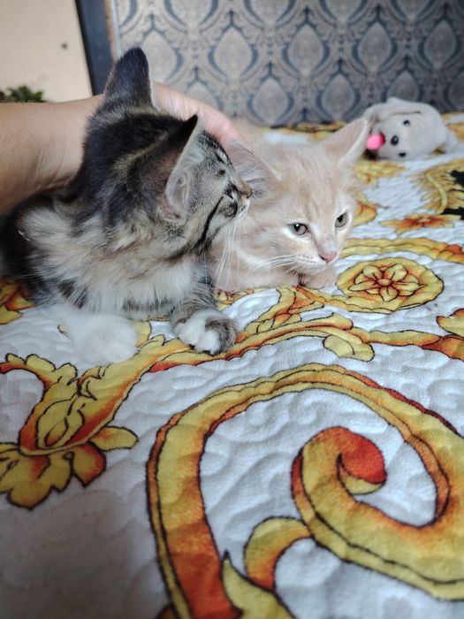 Отдам котика в хорошие руки