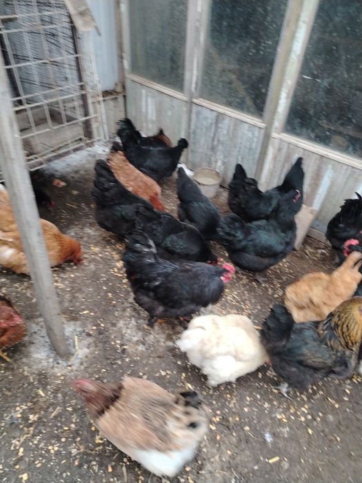 Продам домашные куры