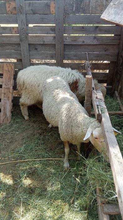 Продам баранов , кошкар ,токты