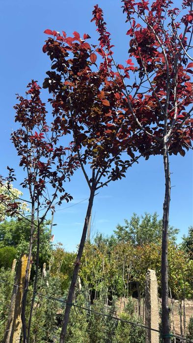 Паулония!!!Дървета,туя храсти и много разнообразие.