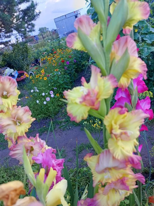 Гладиолус луковицы