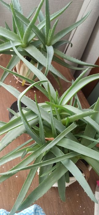 Лечебные алоэ, трёхлетний и более.