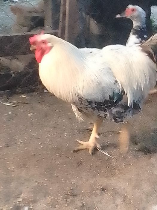 Cocoși de vânzare