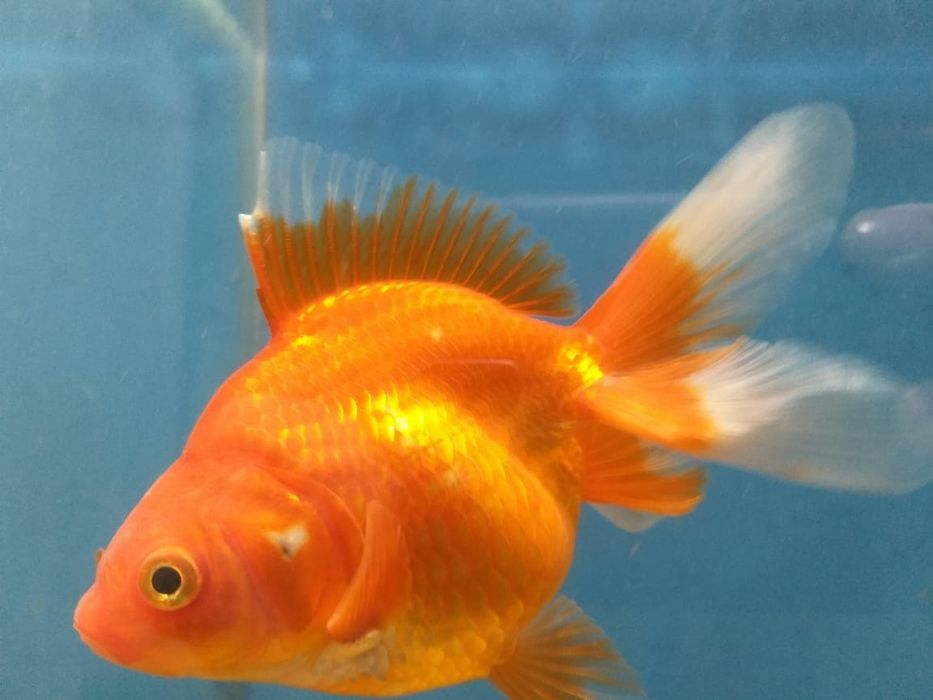 Золотые акквариумные рыбки