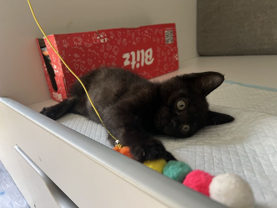 Игривый котенок в добрые руки