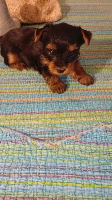 Продаётся щенок йоркшерский терьер,мальчик 2 месяца.