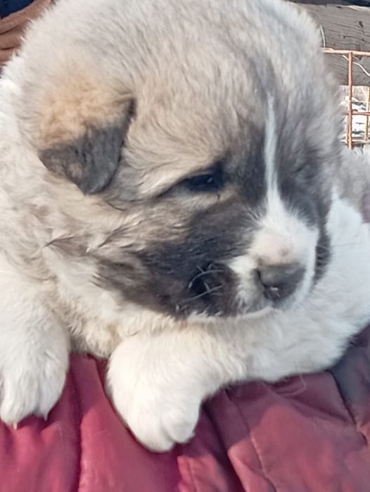 Продам щенка кавказской овчарки!