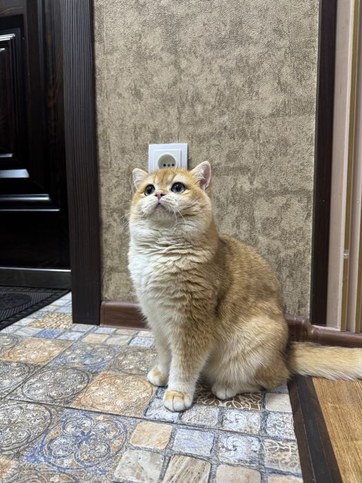 Британский кот ny12 (на вязку)