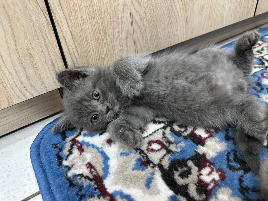 шотландская вислоухая и страйт. scottish fold and straight