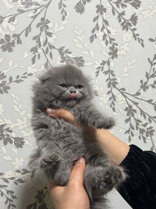 Shokish fold mushukchalar sotiladi