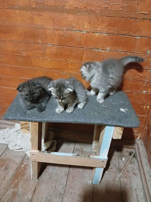 Отдам даром котят веслоухие