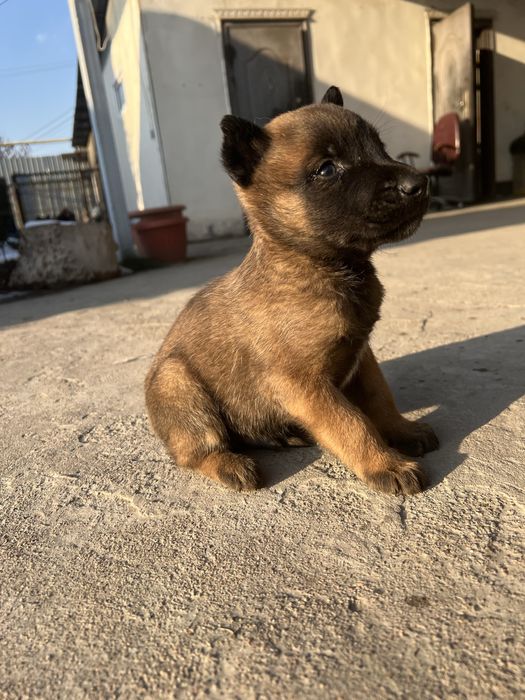 Щенки Бельгийская овчарка-Малинуа