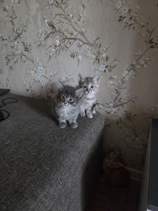 Отдам даром котят