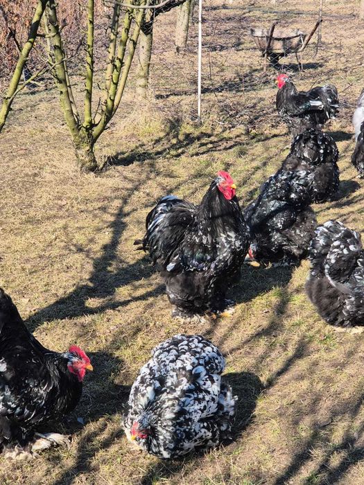 Cocosi cochinchina urias