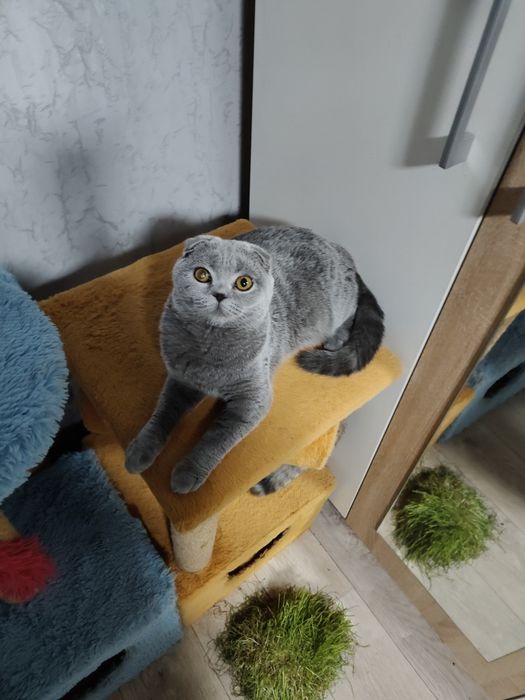 Шотландская Скоттиш Фолд