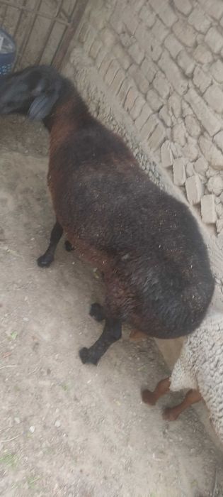 Qo'chqor va urg'ochi qo'y sotiladi