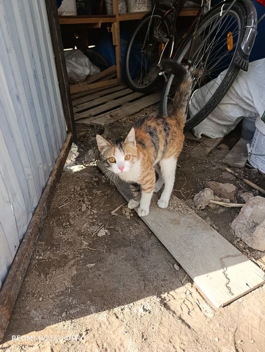 Котёнок в добрые руки