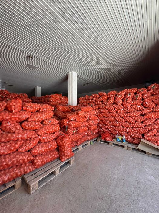 Репчатый лук сорта "Манас"