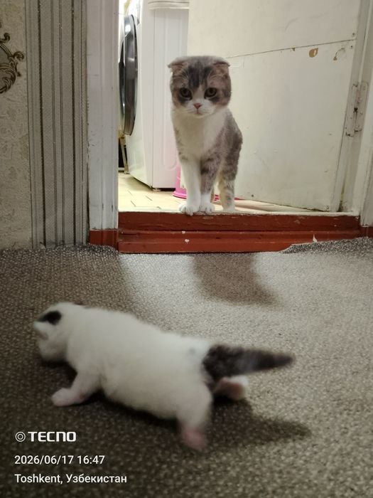 Вислоухие котята