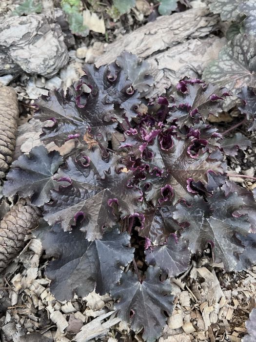 Садовые растения Алматы