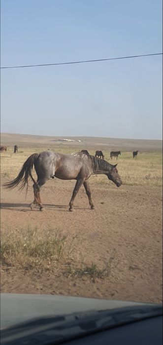 Айгыр сатылады 9 жасар