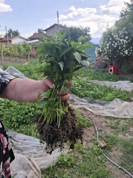 Разсад пипер селски за низане
