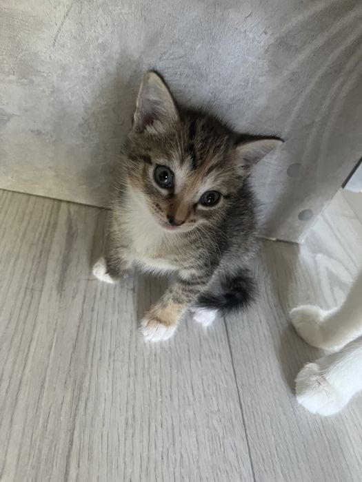 Котенок девочка в добрые руки