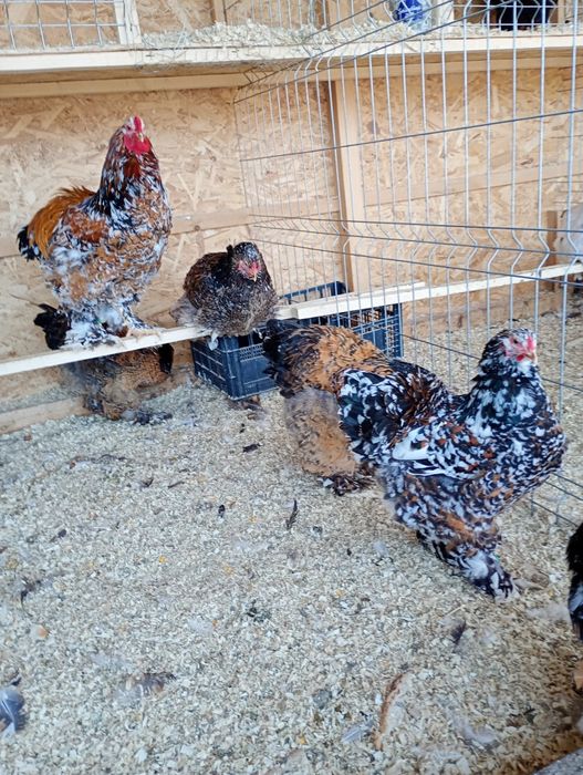 Ouă Brahma  pentru incubat