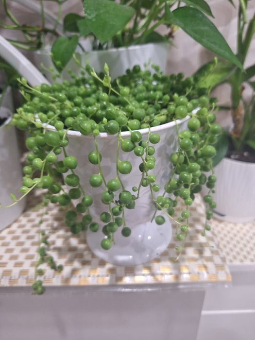 Крестовник, комнатный цветок