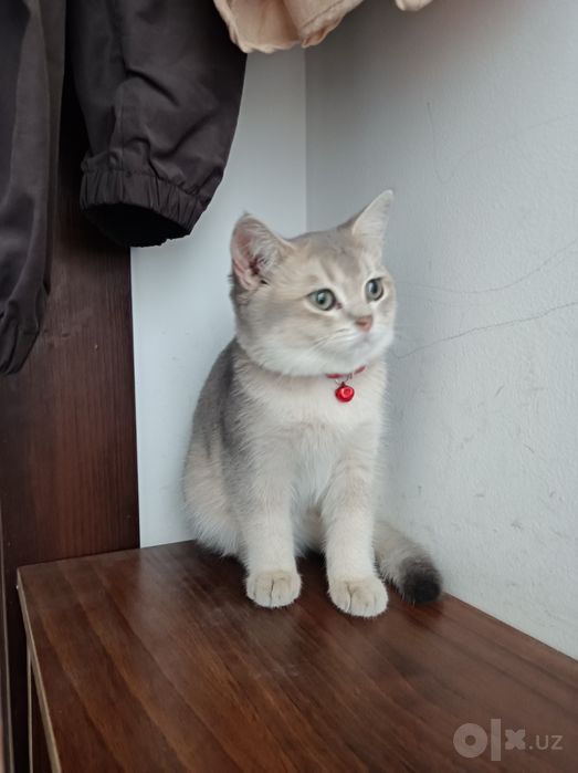 Кошка красавится