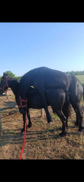 Iapa 5/ 6 ani  friesian frizian