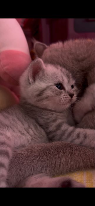 Продается кошка скоттиш страйт