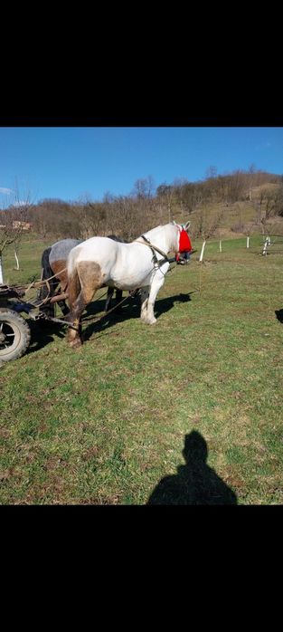 Vând iapa și cal garantați de ham