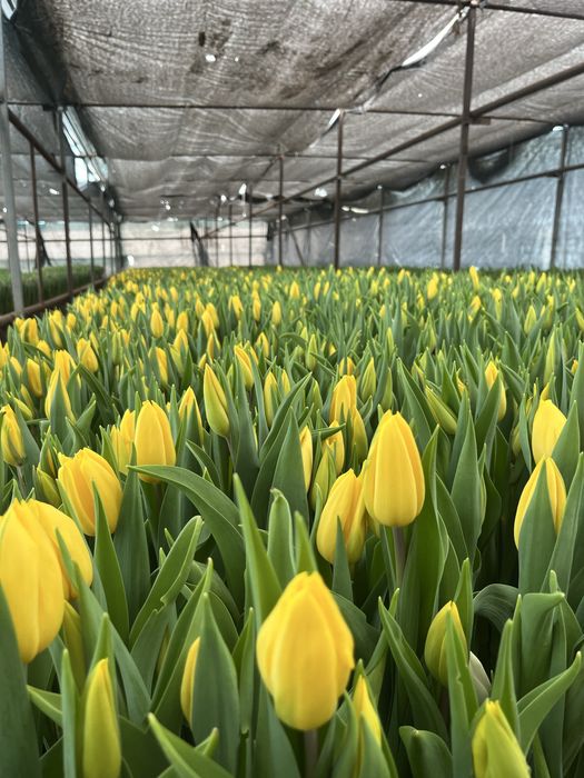 Тюльпаны оптом без посредников