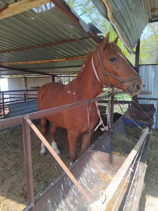Мерин 4года полутяж жаль жорга