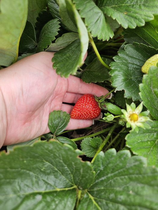 Продам рассаду клубники сорта Альбион