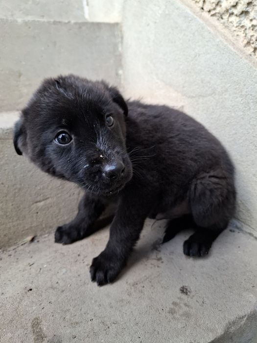 Търсим дом на тези бебета