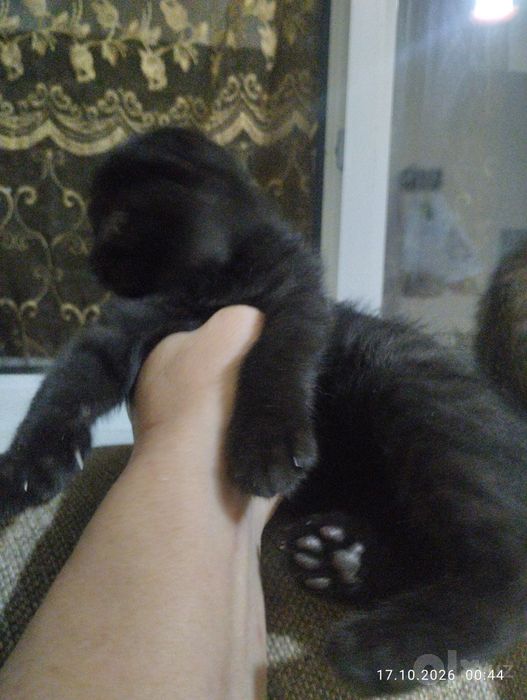 Скотиш фолд 2 месяца
