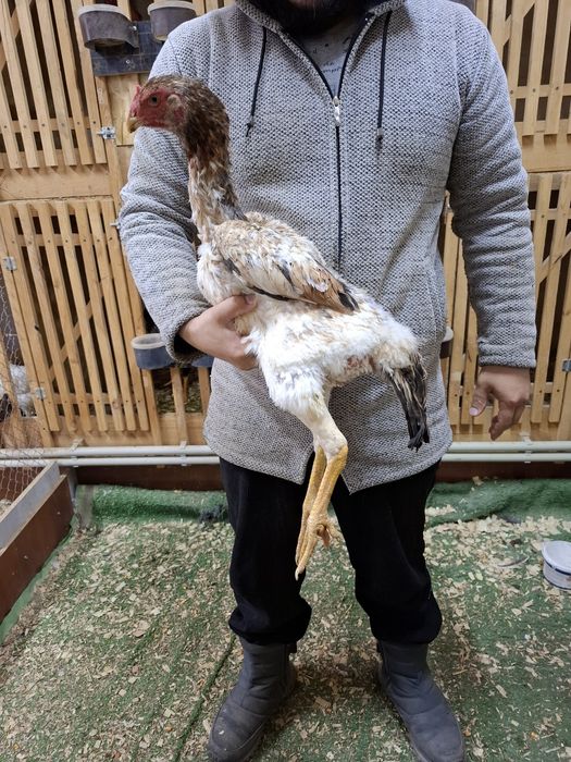 Дакан курица несётся