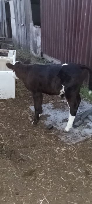 Продам телята на связи