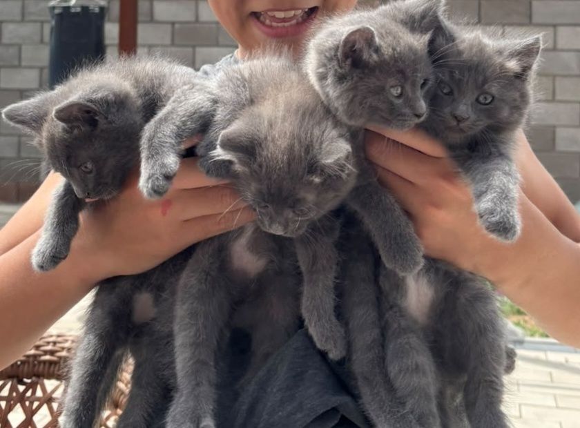 Отдаём котят в хорошие руки