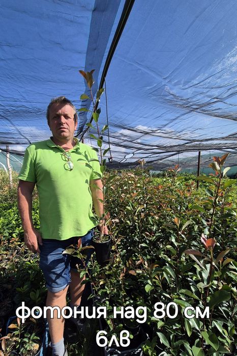 Фотиния ред рубин red rubin